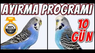 quot10 GÃœNLÃœKquot AYIRMA PROGRAMI YAPIN  Ã‡Ä°FTLEÅžME ve YUMURTA GARANTÄ° ðŸ’¯ðŸ‘ðŸ¦œ [upl. by Bloom]