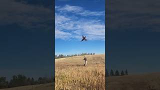 Daily Double pheasant vizsla dog birddog montana birdhunting bird [upl. by Stella]