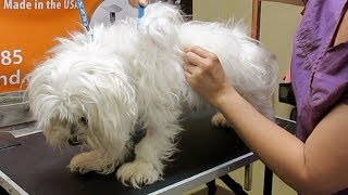 How to Groom A Matted Maltese [upl. by Neda]