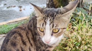 The Cat That Led Me on an Adventure A Day with a Street Cat [upl. by Enneyehc]