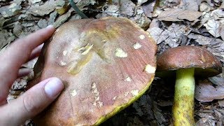 Smeđa kraljevka  Boletus appendiculatus [upl. by Azrim]