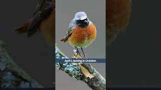 Common Redstarts Musical Song  Bird Sounds shorts [upl. by Ymot]