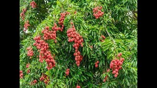 How to grow LYCHEE tree from seeds in Container  Lychee Seed Germination [upl. by Postman]