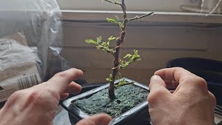 Mimosa Pudica Bonsai tree Update Root Prune amp Repot [upl. by Baugh764]