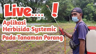 Live Aplikasi Herbisida Pada Tanaman Porang [upl. by Puto]