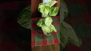 Manjula pothos in water propagation [upl. by Varini51]