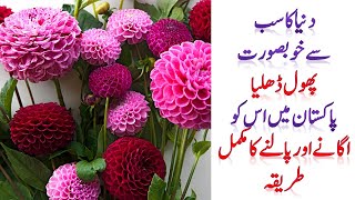 How to grow Dahlia beautiful flowering plant of in Pakistan  More than 15 varieties are available [upl. by Paviour776]