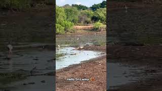 Crocodiles In Yala National Park🐊 tourismwildlifevisitsrilankatravelphotographyyalanationalpark [upl. by Fishbein16]