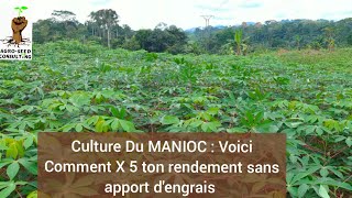 Culture salut Du MANIOC  Voici Comment X 5 ton rendement sans apport dengrais [upl. by Flannery267]