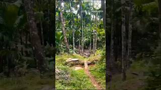 ಮಲೆನಾಡ ಸೊಬಗು  ಅಜ್ಜನ ಮನೆ ತೋಟ  ಅಡಕೆ ತೋಟ agriculture villagelife nature villagelifestyletrending [upl. by Dorwin]