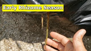 Rhizome Season Looks to be a Bit Early This Year [upl. by Venator336]