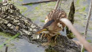 Little bittern  Botaurus minutus [upl. by Moraj]