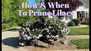 How amp When To Prune Lilacs ✂️✂️ Very Important For Next Years Flowers [upl. by Hanley584]