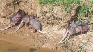 The Nine Banded Armadillo [upl. by Vladimar]