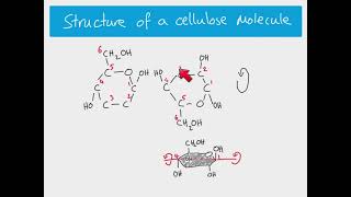 AS Biology  The structure of cellulose [upl. by Huntley]