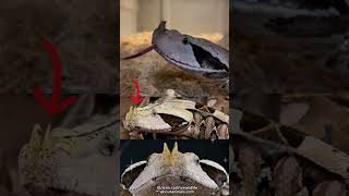 Snake with the Longest Fangs  Gaboon Viper [upl. by Netsirt886]