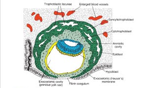 Extraembryonic membranes  Development and Functions in Hindi [upl. by Durwood]