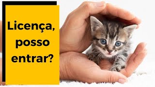 Como introduzir um NOVO GATO FILHOTE  SEM BRIGAS  ADAPTAÇÃO [upl. by Yenroc891]