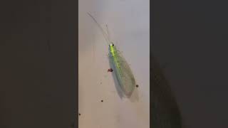 Backyard bug hunt  green lacewing [upl. by Spearman]