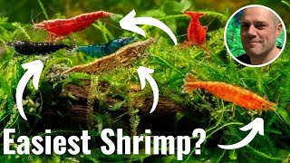 5 Best Freshwater Shrimp for Beginners MY TOP 5 SHRIMP FOR BEGINNERS [upl. by Htebsil]