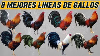 Las 8 mejores líneas de gallos de Exhibición [upl. by Lupe]