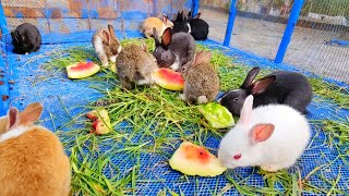 Cute Bunnies  The Cutest Baby Bunny Rabbit Compilation Ever [upl. by Garrick310]