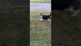 The Beagle Bark shortsvideo beagle barking dog doggo beagleboy barkingdog funny fun [upl. by Aretse]