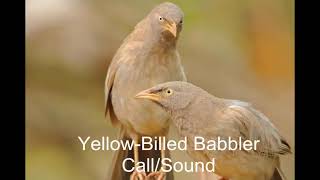 Yello Billed Babbler Call  Sound  Babblers  Babbler Birds  Sri Lankan Birds  Asian Birds [upl. by Ivor]