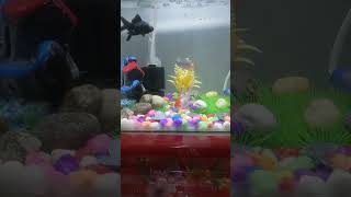 My redcap Orinda feeding video [upl. by Edlin927]