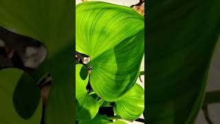 Water Hyacinth is a large aquatic plants Jal kumbhi waterplantsnature trending viralvideo [upl. by Irim827]