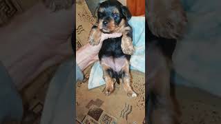 Yorkshire Terrier puppies at 1 month [upl. by Chalmers577]