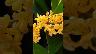 Osmanthus Tree Fragrant Beauty in Your Garden shorts plants flowers PlantsWorld [upl. by Nyladnek647]