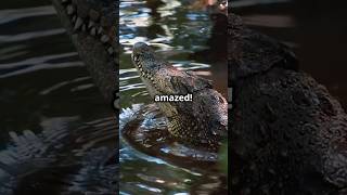 Top 5 Largest Crocodiles in the World crocodile animals 1minuteknowledge [upl. by Sibeal]