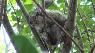 Crazy Squirrel SCREAMING Sound On [upl. by Yekcor]