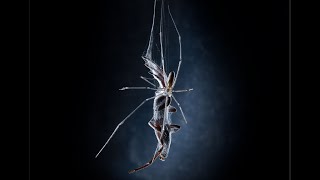 Spiders Fight to the Death  White Tail vs DaddyLongLegs [upl. by Norford21]