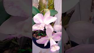 CATTLEYA NOBILIOR AMALIAE NT MARMORATA [upl. by Clemen]