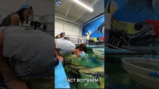 Giant catfish 🐡 Facts 😧 shorts catfish amazing [upl. by Saraann]