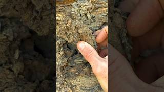 Exposing a perfect Jurassic Belemnite Squidlike creature which was in a large loose shale slab [upl. by Florenza]