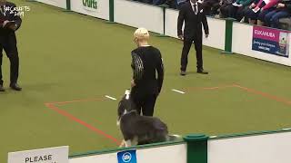 Crufts 2019 Vito [upl. by Meyeroff]