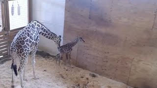 April the Giraffe finally gives birth as 1 million people watch [upl. by Anthea]