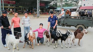 Use 3wheeled Vehicle To Buy Farmers Goat Herd Transport Goats Go To Market Sell  Free Bushcraft [upl. by Tegirb]