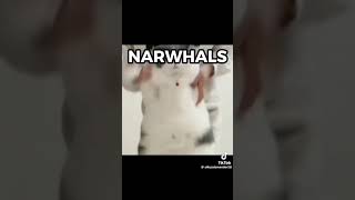 NARWHALS doorsseekchase funnymemes mysingingmonsters music gaming doors2 humormemes [upl. by Carmela647]