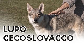 LUPO CECOSLOVACCO [upl. by Alleul301]