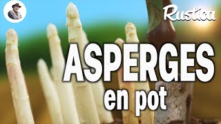 Cultiver des asperges en pot [upl. by Curry]