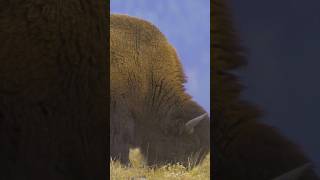 America’s 1st National Park Yellowstone shorts [upl. by Nhguaved708]