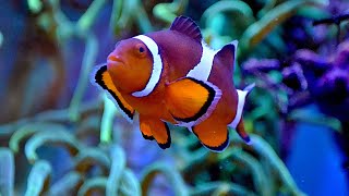 Clownfish Voice Changer  Fish Status [upl. by Solberg747]