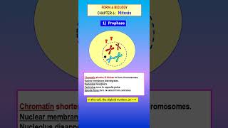 F4 C6 MITOSIS PROPHASE ANIMATION  SHORTS SPM KSSM  Biology Education Science [upl. by Siraf]