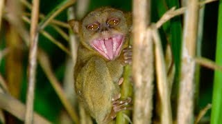 Tarsier Takes Down Giant Cricket  Deadly 60  Earth Unplugged [upl. by Llevert]