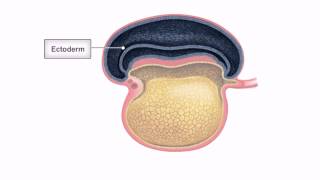 General Embryology  Detailed Animation On Embryonic Folding [upl. by Owena930]