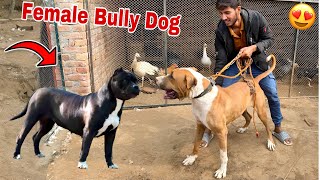 Badshah Ky Leay Heavy Female Bully Dog Aa Gai😍 [upl. by Ettegdirb]